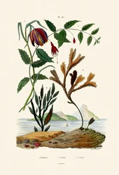 Fritilaria de Cabeza de Serpiente